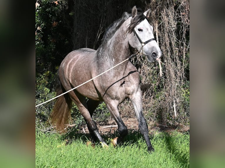Andalusier Hengst 5 Jahre 165 cm Schimmel in Menorca