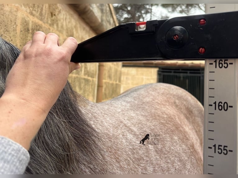 Andalusier Hengst 5 Jahre 165 cm Schimmel in Menorca