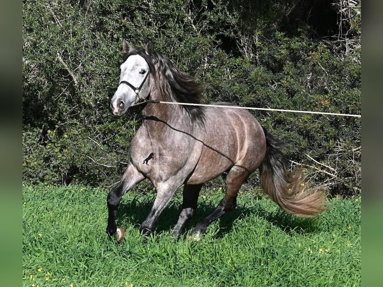 Andalusier Hengst 5 Jahre 165 cm Schimmel in Menorca