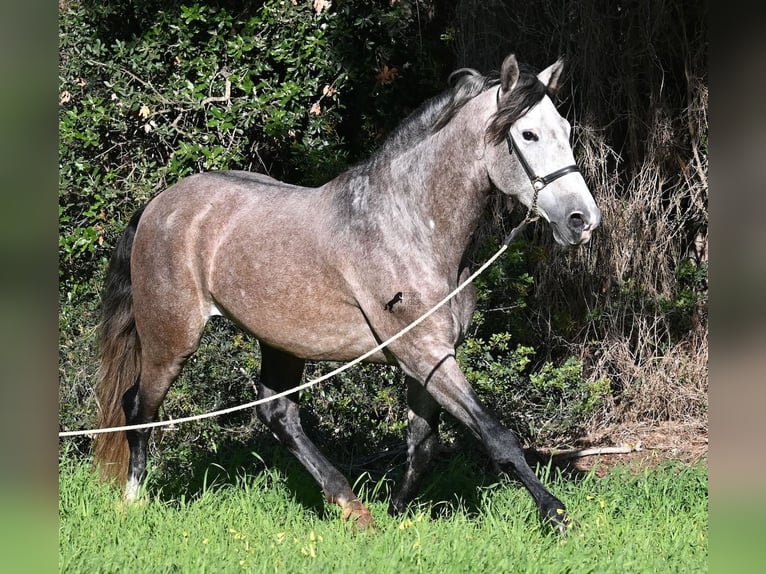 Andalusier Hengst 5 Jahre 165 cm Schimmel in Menorca