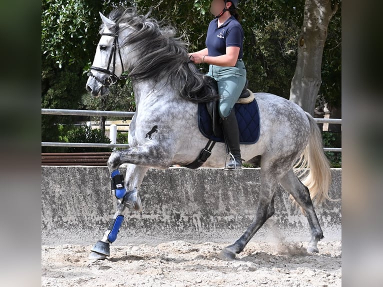 Andalusier Hengst 5 Jahre 167 cm Schimmel in Mallorca