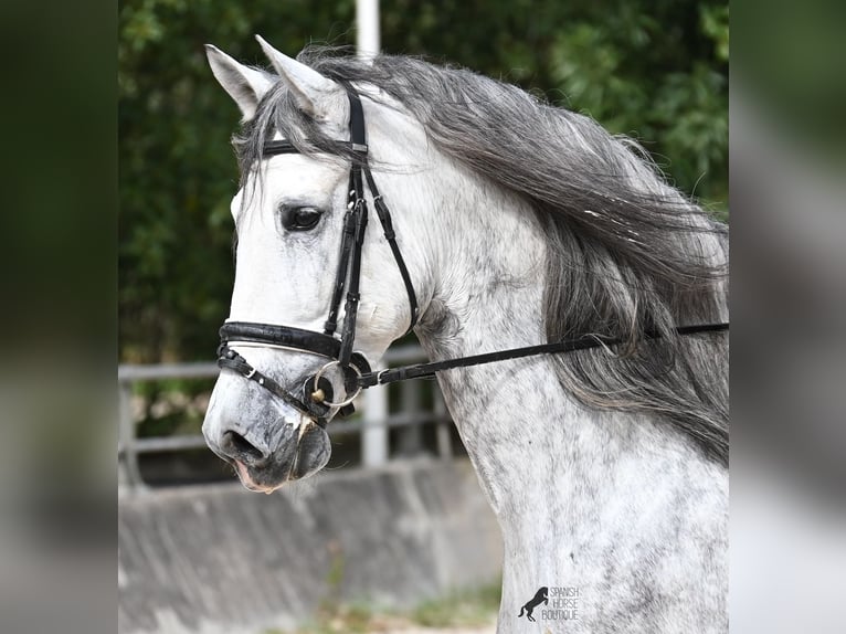 Andalusier Hengst 5 Jahre 167 cm Schimmel in Mallorca