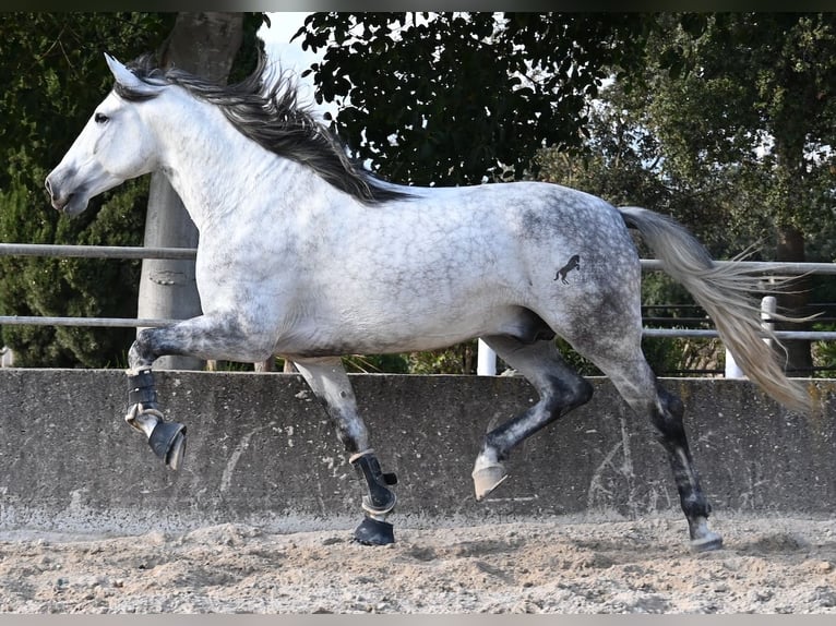 Andalusier Hengst 5 Jahre 167 cm Schimmel in Mallorca