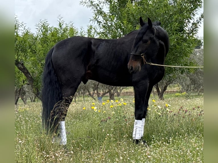Andalusier Hengst 5 Jahre 168 cm Rappe in Martfeld