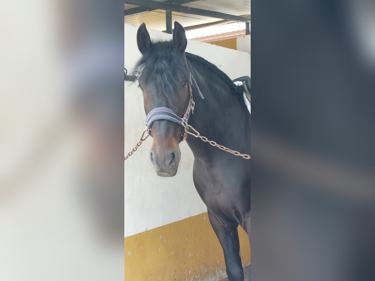 Andalusier Hengst 5 Jahre 168 cm Rappe in Martfeld