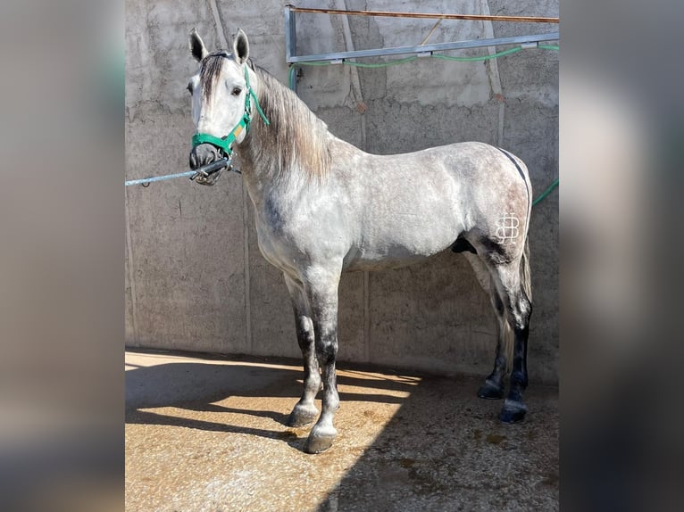 Andalusier Hengst 5 Jahre 168 cm Schimmel in Alicante/Alacant