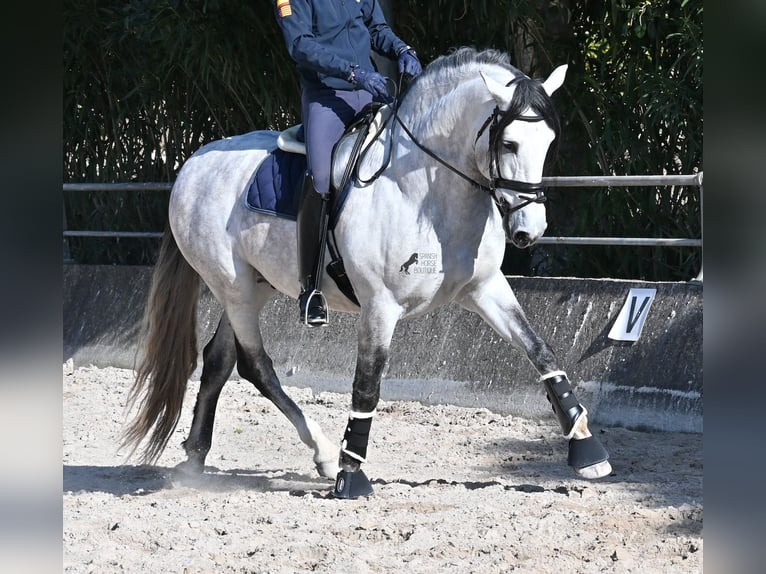 Andalusier Hengst 5 Jahre 169 cm Schimmel in Mallorca
