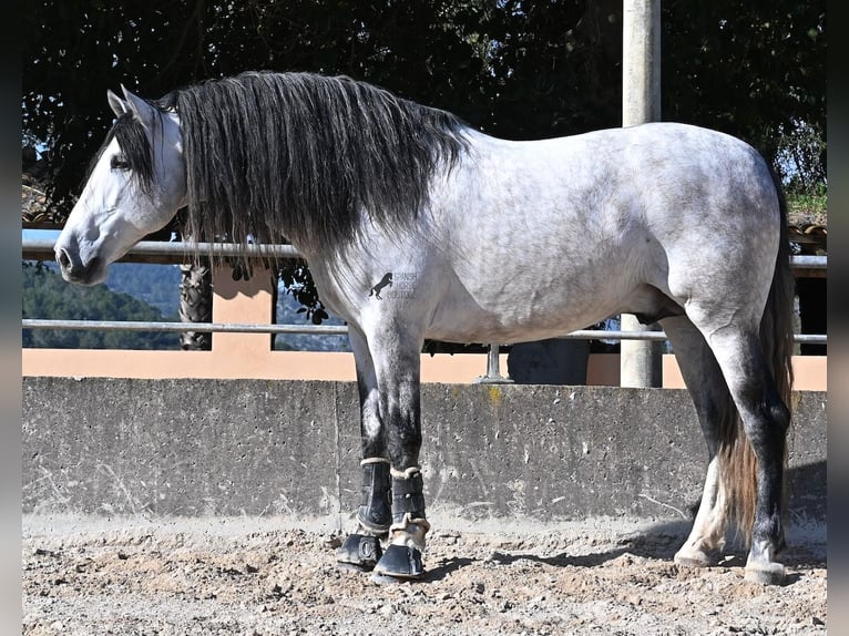 Andalusier Hengst 5 Jahre 169 cm Schimmel in Mallorca