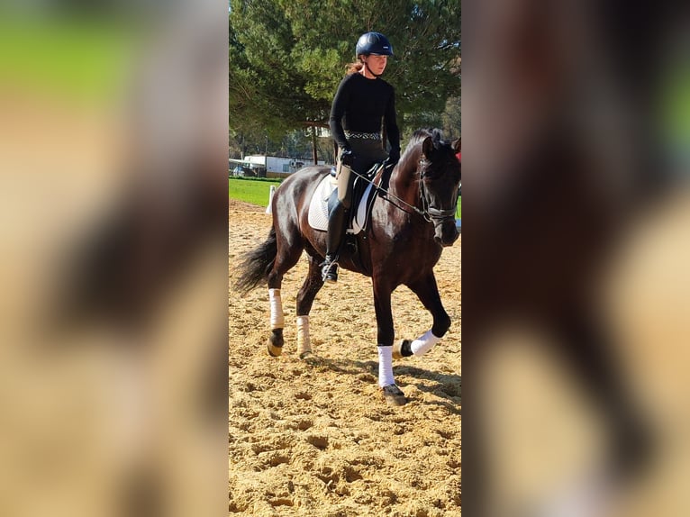 Andalusier Hengst 5 Jahre 170 cm Rappe in Sevilla