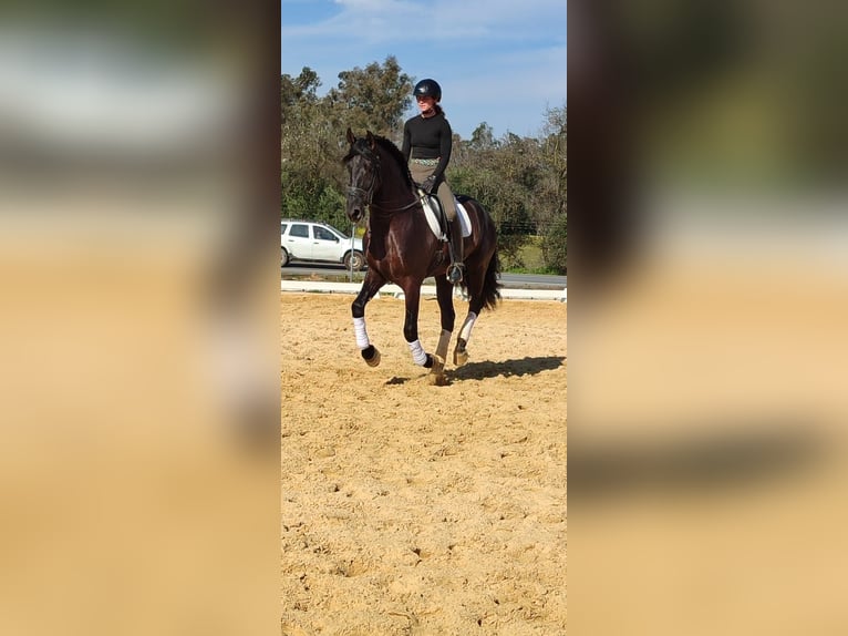 Andalusier Hengst 5 Jahre 170 cm Rappe in Sevilla