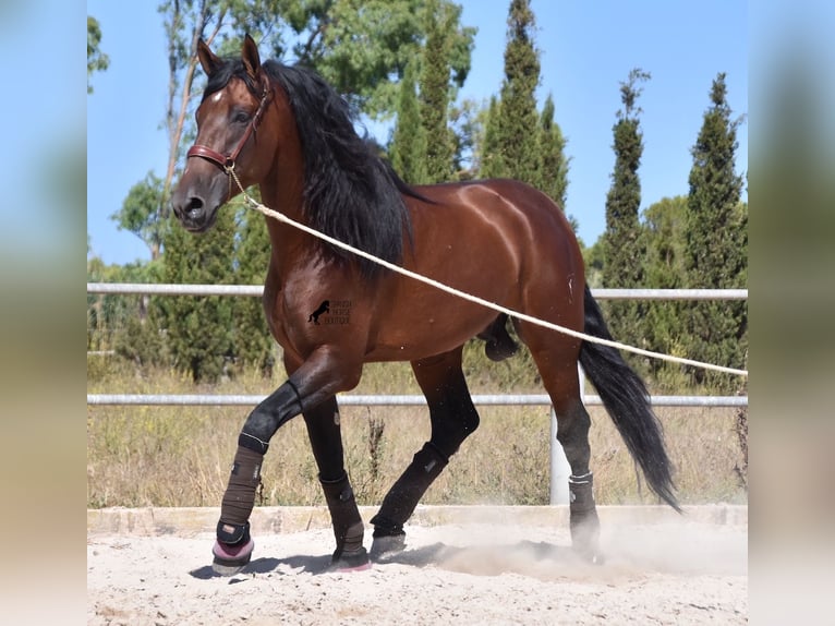 Andalusier Hengst 5 Jahre 179 cm Brauner in Mallorca