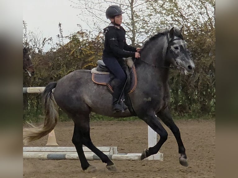 Andalusiër Hengst 6 Jaar 155 cm Appelschimmel in Egerág
