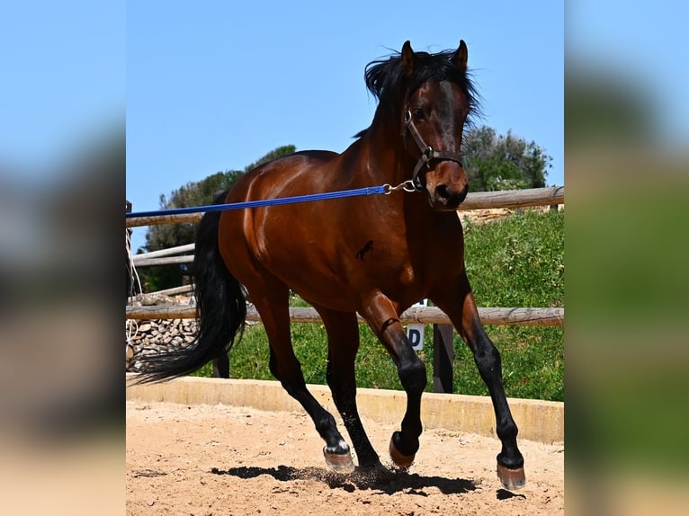 Andalusiër Hengst 6 Jaar 157 cm Bruin in Menorca