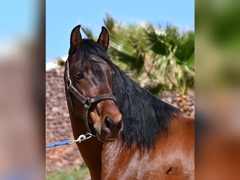 Andalusiër Hengst 6 Jaar 157 cm Bruin in Menorca