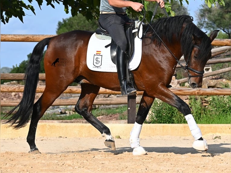 Andalusiër Hengst 6 Jaar 157 cm Bruin in Menorca