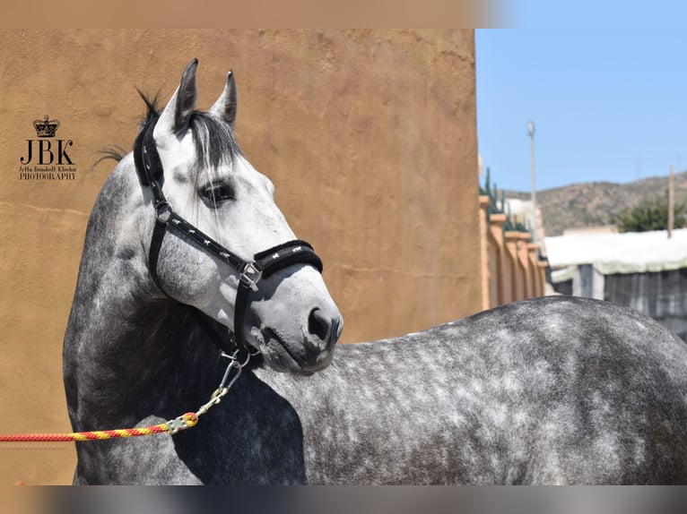 Andalusiër Hengst 6 Jaar 157 cm Schimmel in Tabernas Almeria