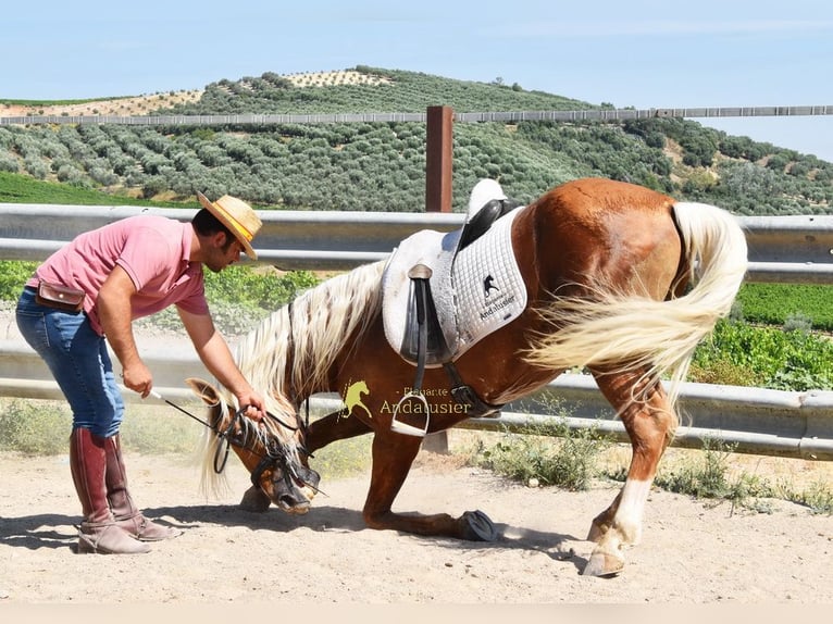 Andalusiër Hengst 6 Jaar 158 cm Palomino in Provinz Cordoba
