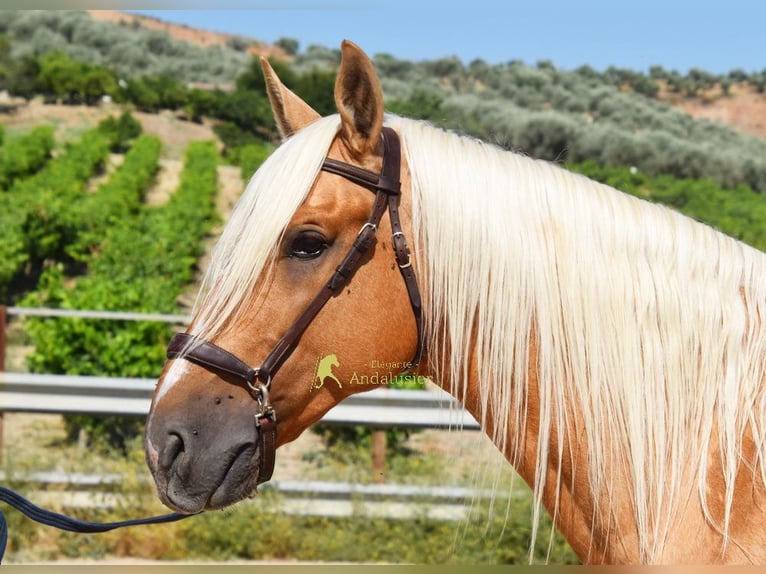 Andalusiër Hengst 6 Jaar 158 cm Palomino in Provinz Cordoba