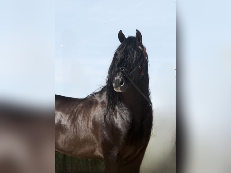 Andalusiër Hengst 6 Jaar 159 cm Zwart in Jerez de la Frontera