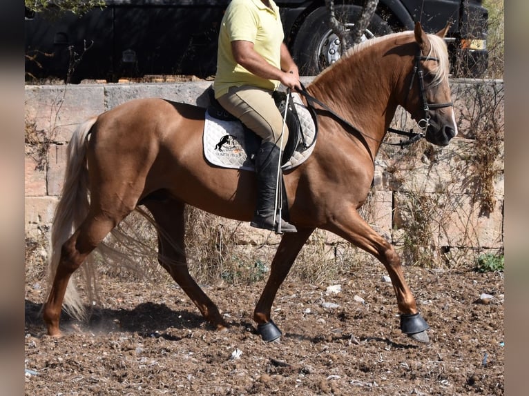 Andalusiër Hengst 6 Jaar 160 cm Palomino in Mallorca