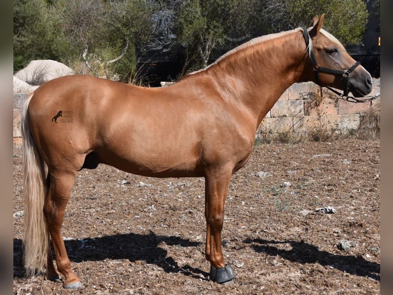 Andalusiër Hengst 6 Jaar 160 cm Palomino in Mallorca