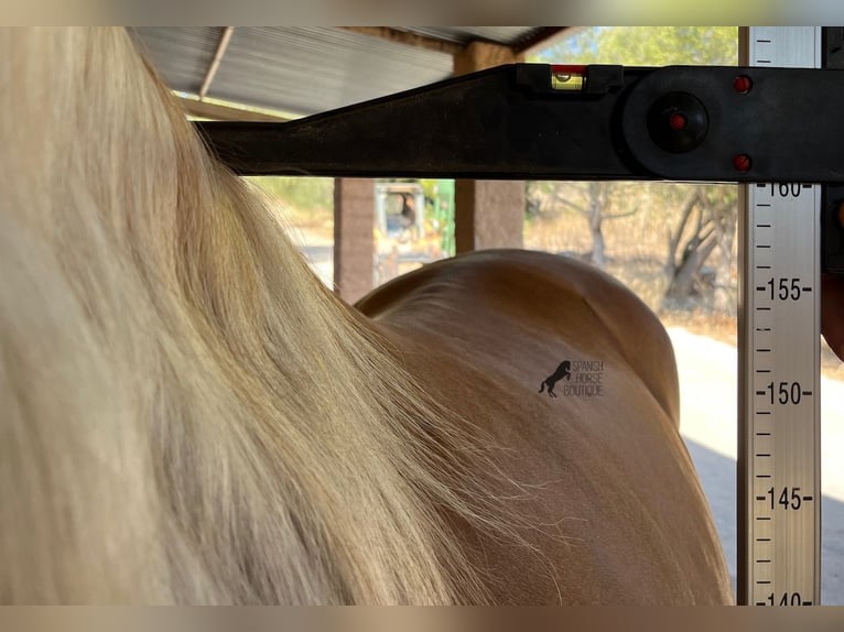 Andalusiër Hengst 6 Jaar 160 cm Palomino in Mallorca