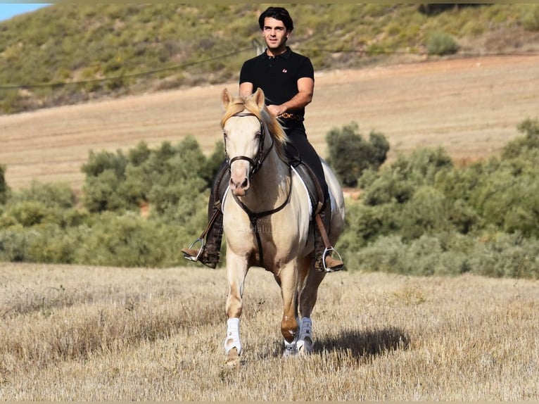 Andalusiër Hengst 6 Jaar 160 cm Pearl in Provinz Malaga