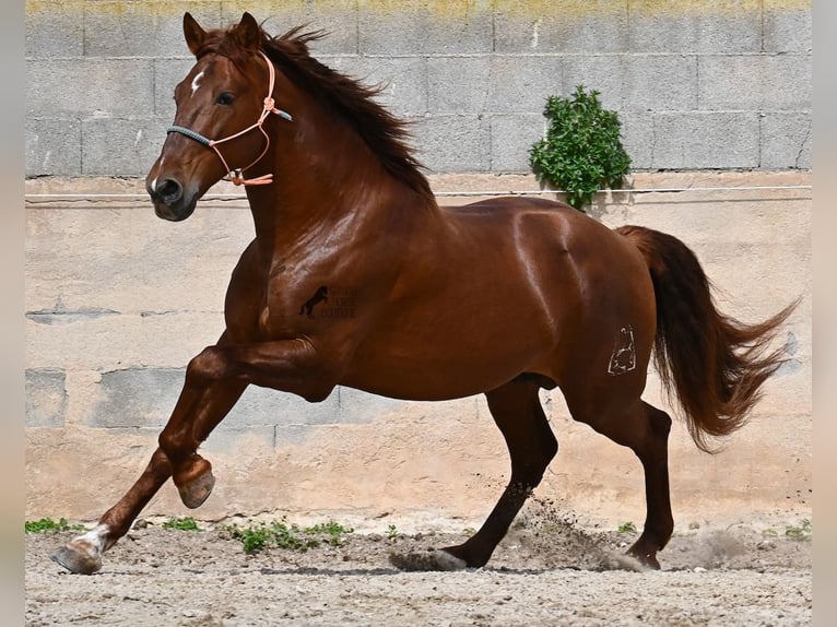 Andalusiër Hengst 6 Jaar 160 cm Vos in Mallorca