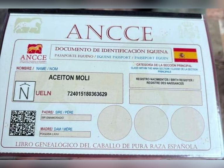 Andalusiër Hengst 6 Jaar 162 cm Appelschimmel in Navalcan