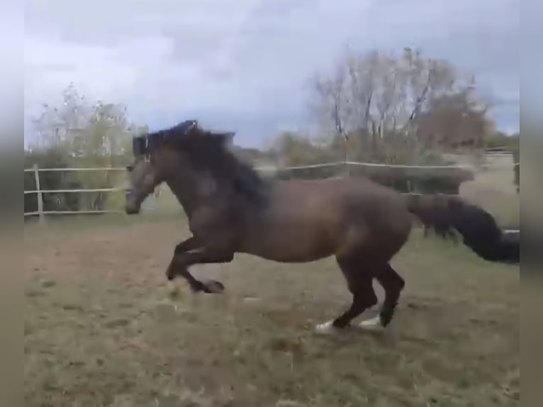 Andalusiër Hengst 6 Jaar 163 cm Buckskin in Offenburg