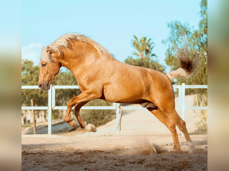 Andalusiër Hengst 6 Jaar 163 cm Palomino in Neu-Anspach