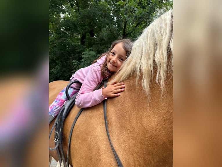 Andalusiër Hengst 6 Jaar 163 cm Palomino in Neu-Anspach
