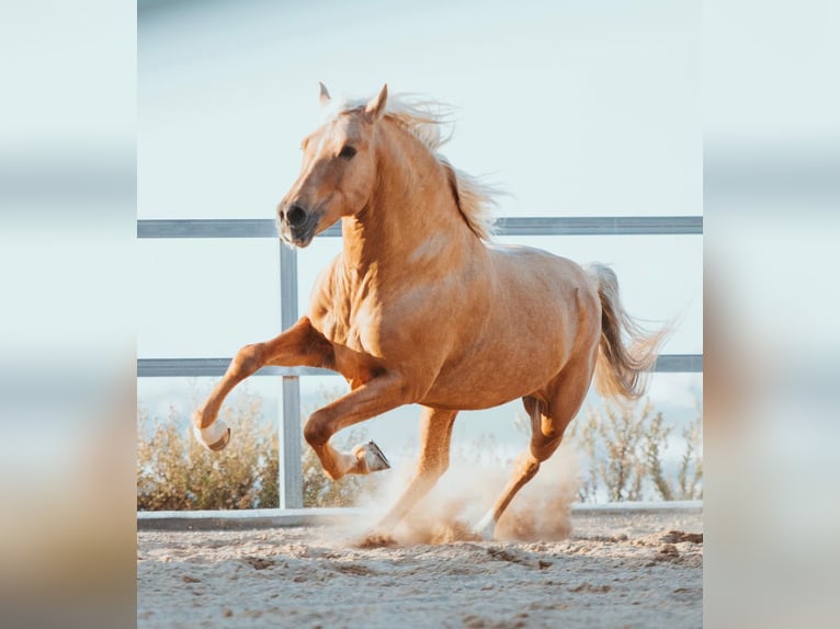 Andalusiër Hengst 6 Jaar 163 cm Palomino in Neu-Anspach