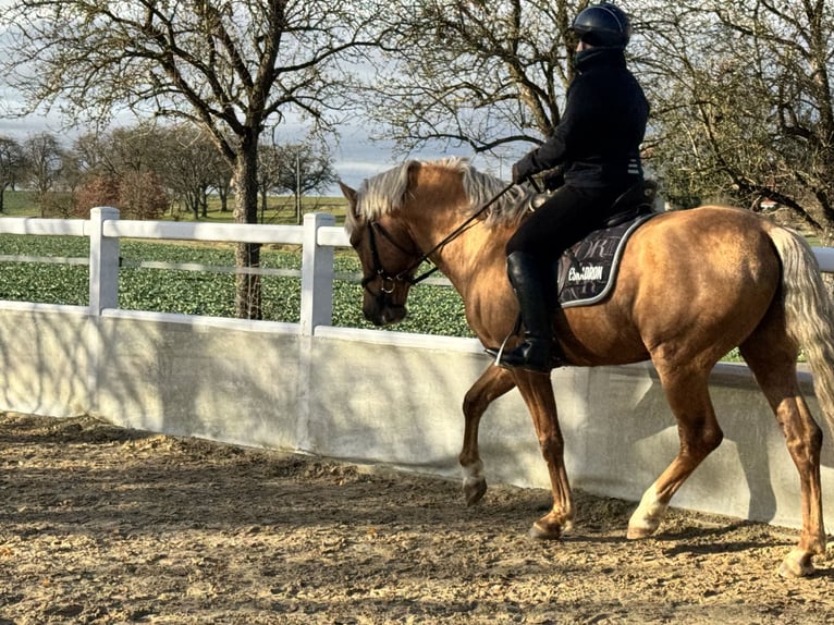 Andalusiër Hengst 6 Jaar 163 cm Palomino in Schrozberg