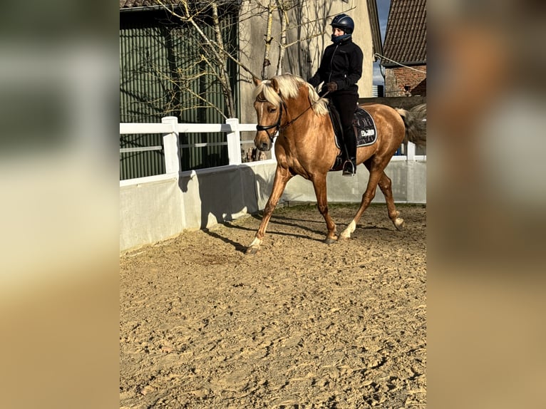 Andalusiër Hengst 6 Jaar 163 cm Palomino in Schrozberg