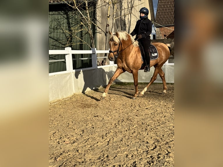 Andalusiër Hengst 6 Jaar 164 cm Palomino in Schrozberg