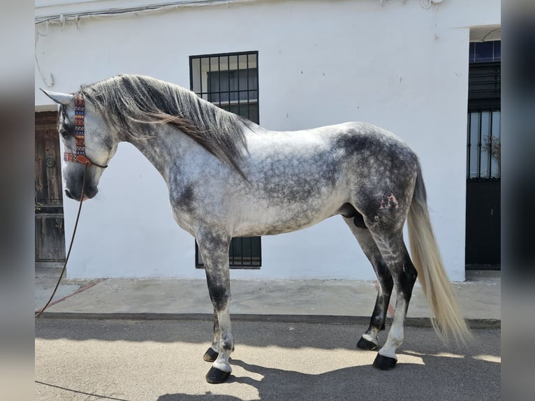 Andalusiër Hengst 6 Jaar 165 cm Appelschimmel in Cheste