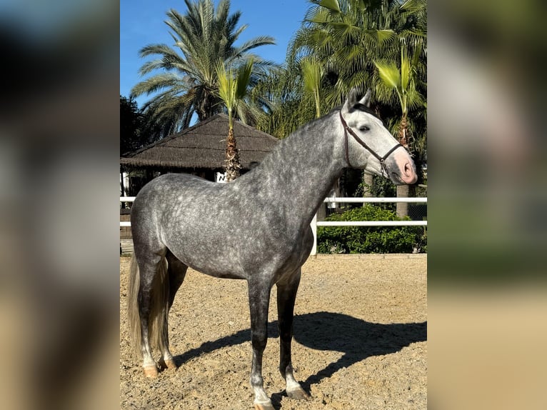 Andalusiër Hengst 6 Jaar 165 cm Appelschimmel in Ermelo