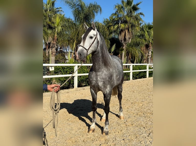 Andalusiër Hengst 6 Jaar 165 cm Appelschimmel in Ermelo