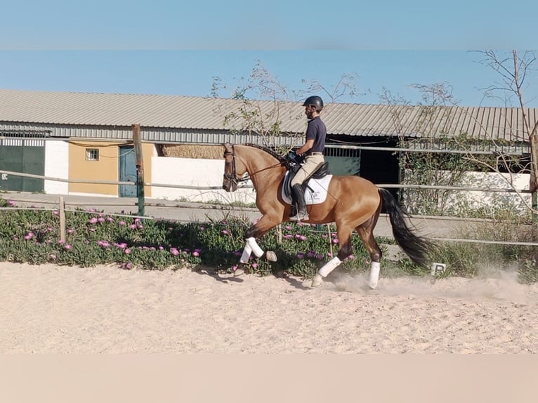 Andalusiër Hengst 6 Jaar 165 cm Falbe in Malaga