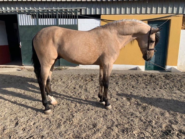 Andalusiër Hengst 6 Jaar 165 cm Falbe in Malaga