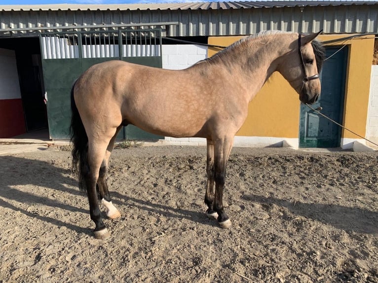 Andalusiër Hengst 6 Jaar 165 cm Falbe in Malaga