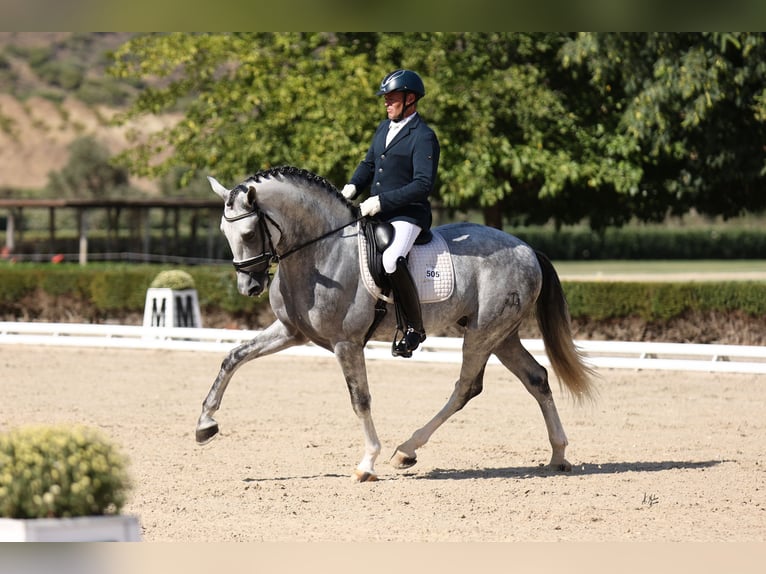 Andalusiër Hengst 6 Jaar 166 cm Schimmel in Los Palacios Y Villafranca