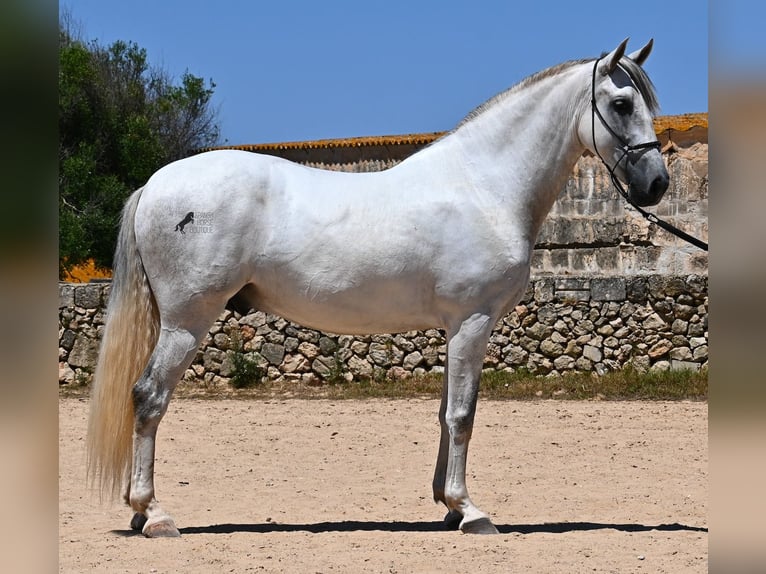 Andalusiër Hengst 6 Jaar 166 cm Schimmel in Menorca