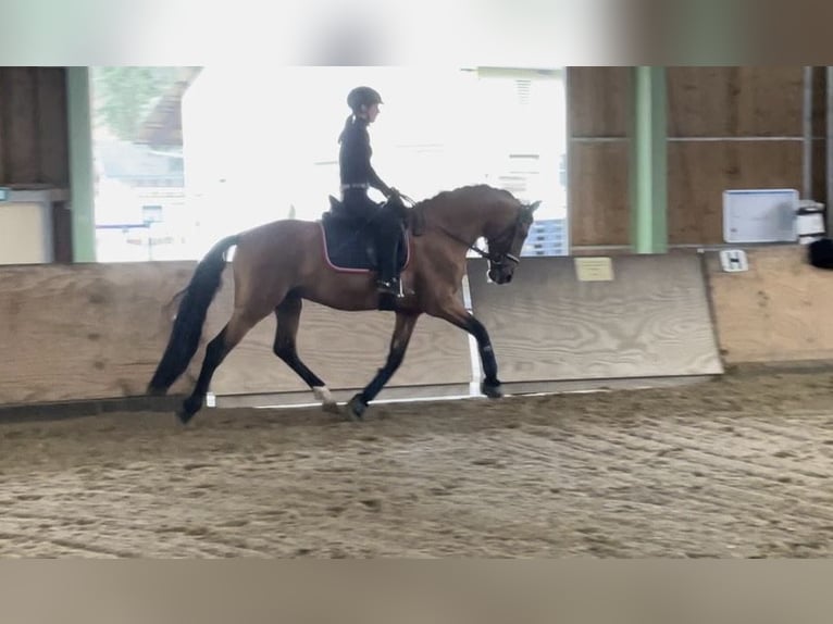 Andalusiër Hengst 6 Jaar 168 cm Bruin in Roßdorf