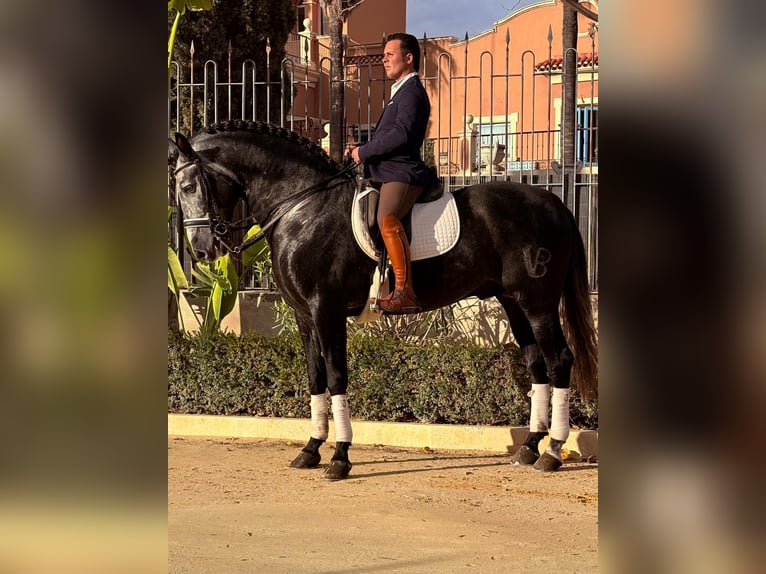 Andalusiër Hengst 6 Jaar 170 cm Blauwschimmel in Ermelo