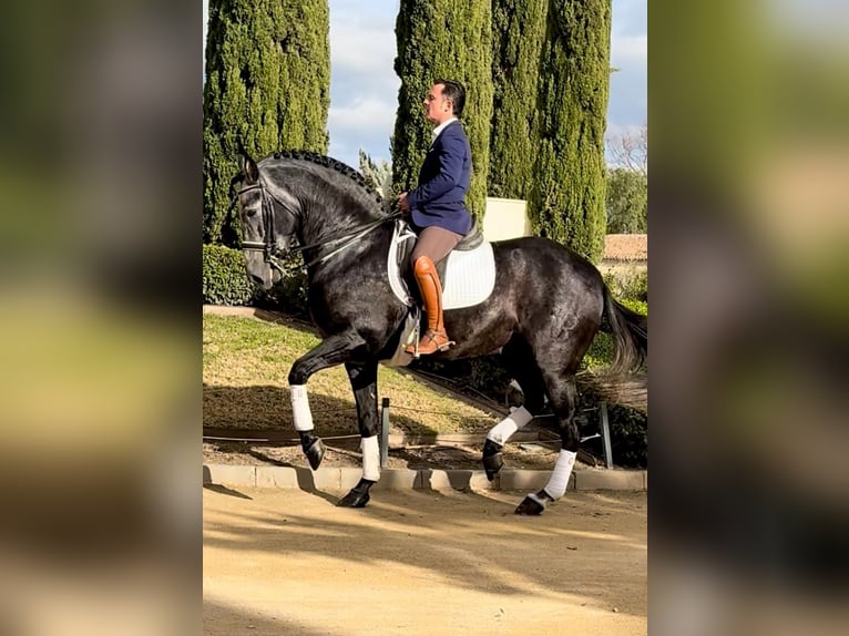 Andalusiër Hengst 6 Jaar 170 cm Blauwschimmel in Ermelo