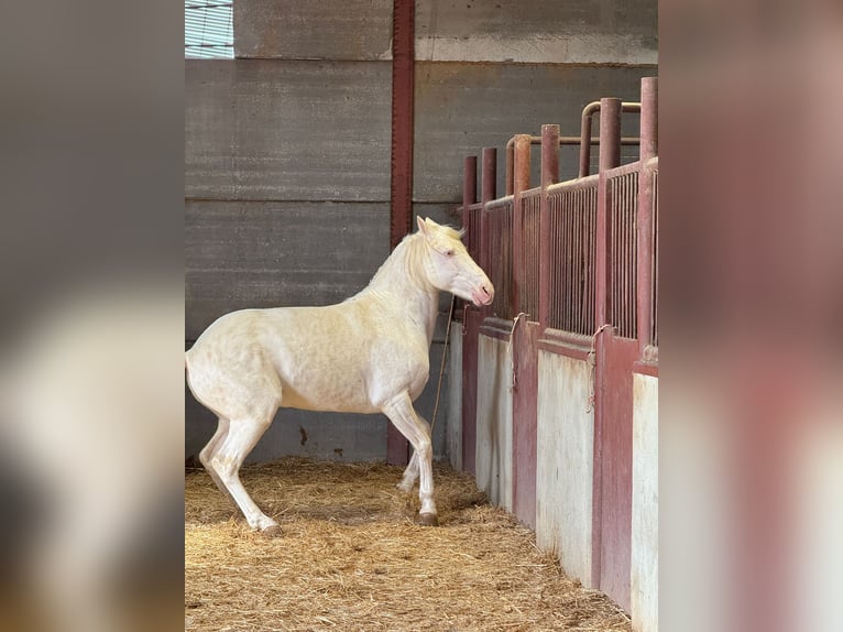 Andalusier Hengst 6 Jahre 150 cm Cremello in Chiclana