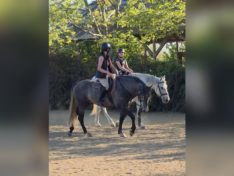 Andalusier Hengst 6 Jahre 155 cm Apfelschimmel in Egerág