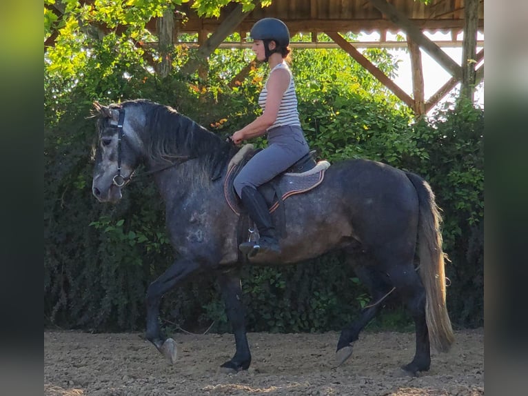 Andalusier Hengst 6 Jahre 155 cm Apfelschimmel in Egerág